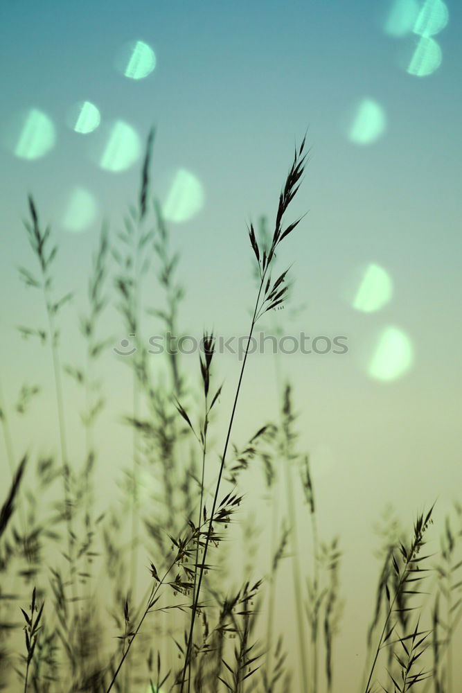 Similar – Foto Bild Frohe Ostern Wassertropfen