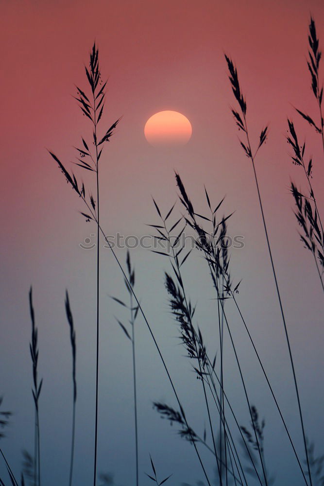 Image, Stock Photo Sunset, grass, reed, siluette, sunset,