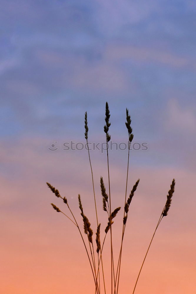 Similar – Foto Bild sleeping flowers Natur