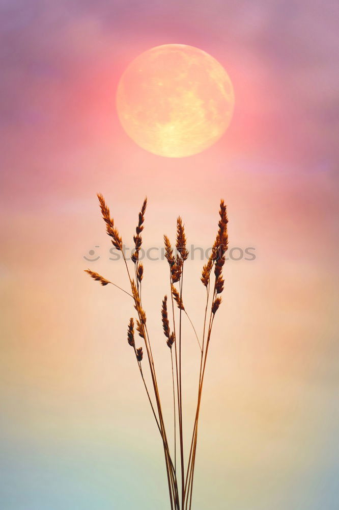 Similar – Image, Stock Photo Sunset, grass, reed, siluette, sunset,