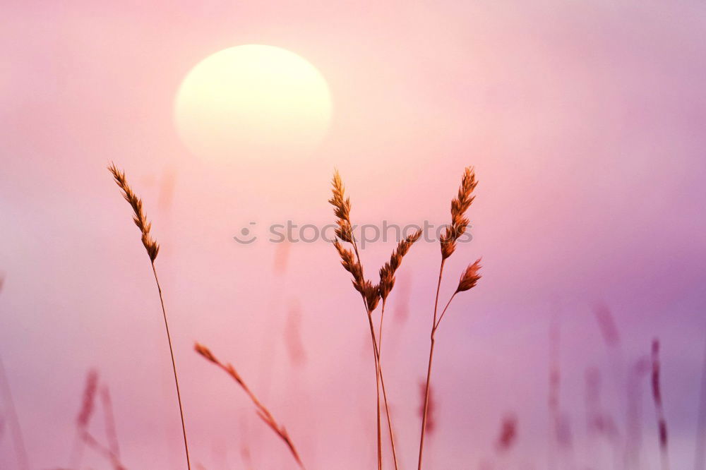 Similar – Image, Stock Photo Sunset, grass, reed, siluette, sunset,