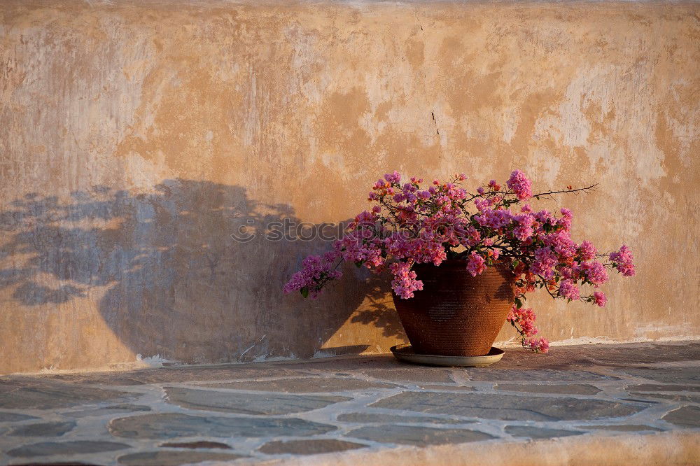 Similar – Image, Stock Photo a colourful summer bouquet