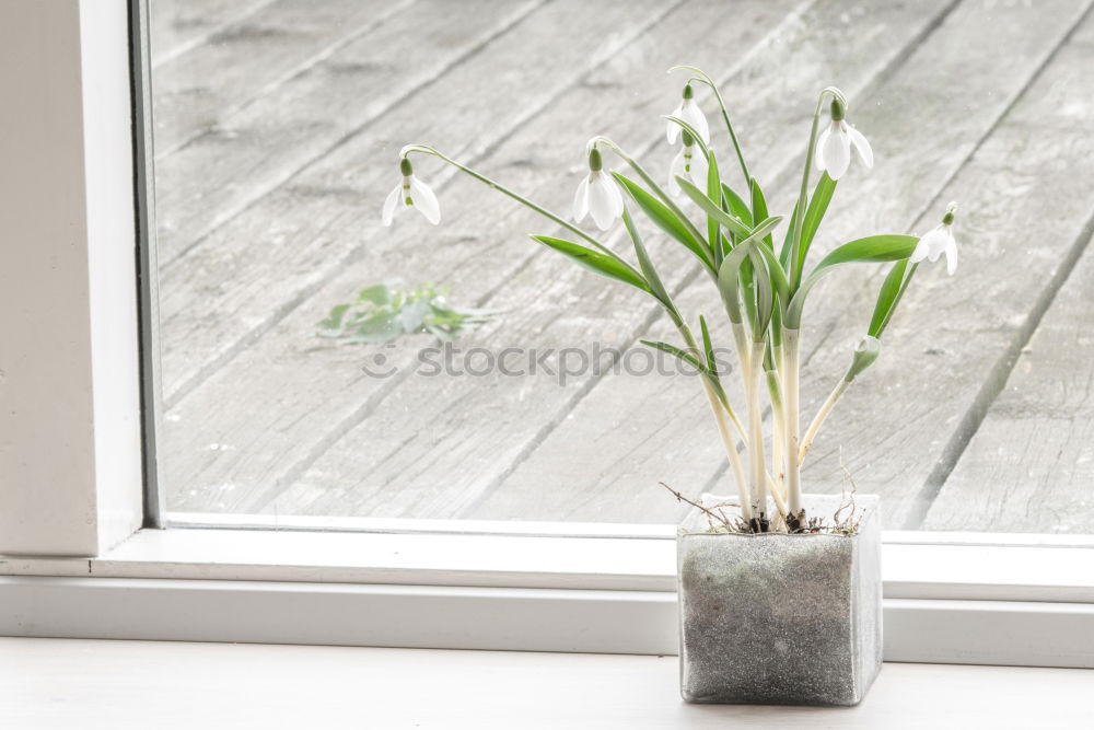 Similar – Terracotta flowerpot with geraniums at the window