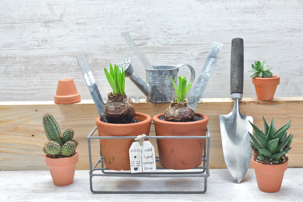 Similar – Image, Stock Photo flower and flower pot in the balcony