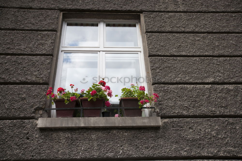 Image, Stock Photo Pink Plants Flower Blossom