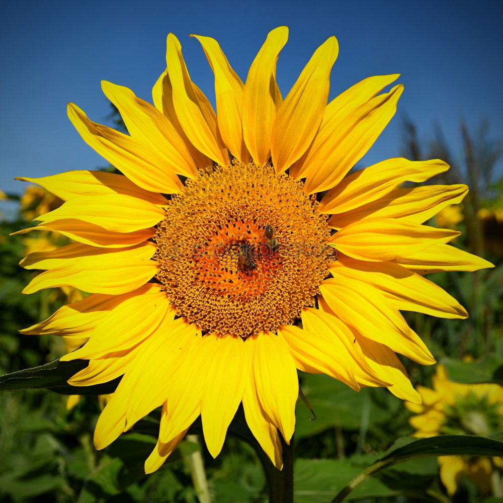 Similar – Image, Stock Photo sunbl… Flower Sunflower