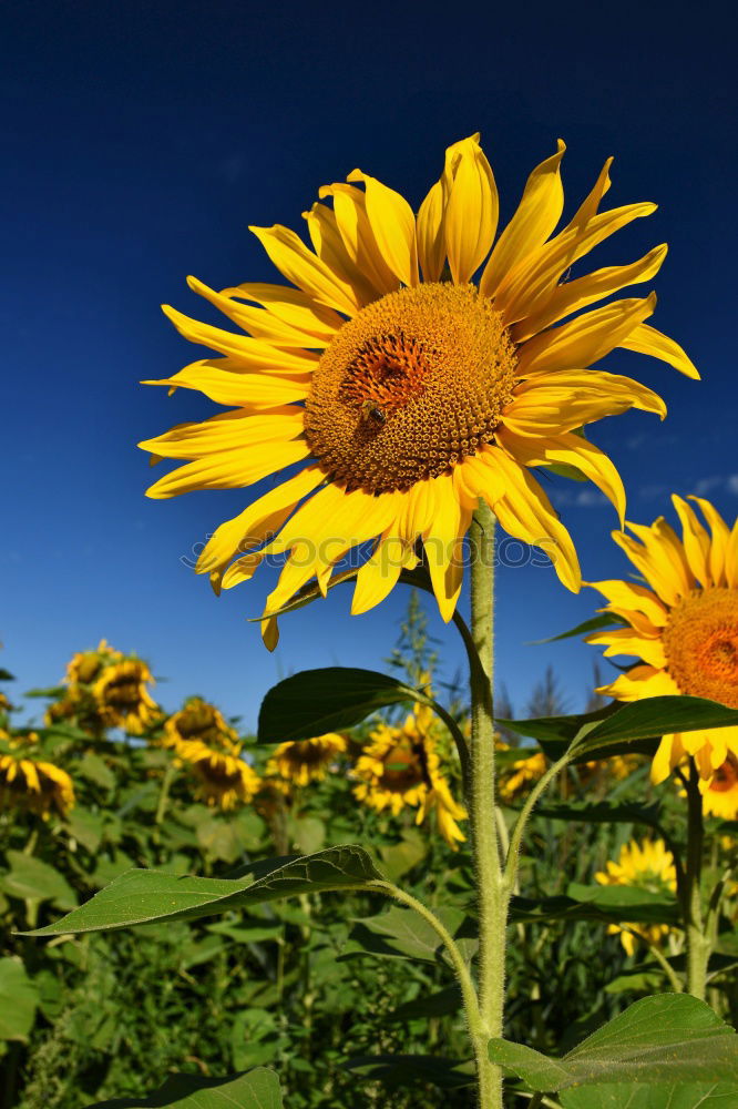 Similar – von der Sonne verwöhnt….