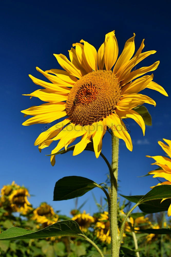 Similar – sommer Sonnenblume grün