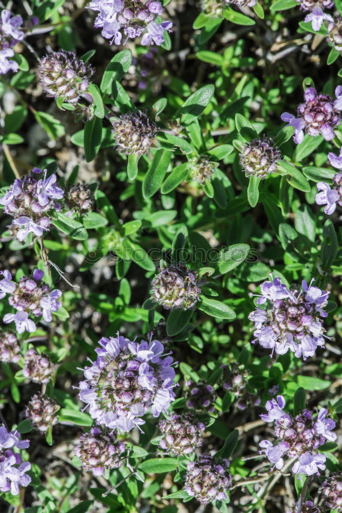 Similar – Lavender in France