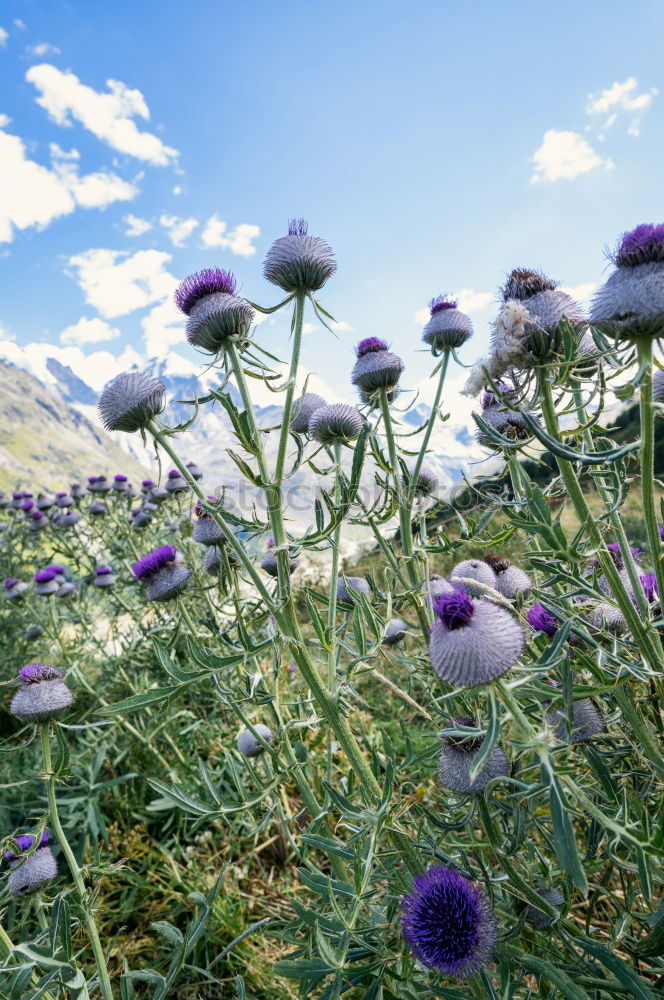 Similar – Lavender in France