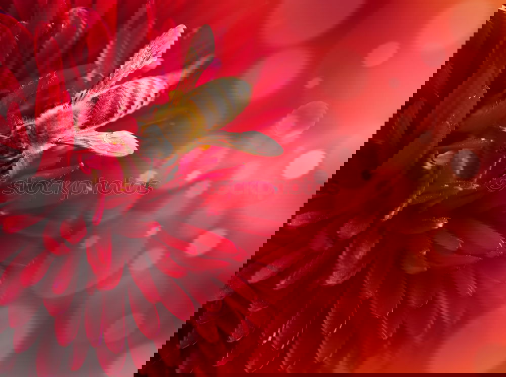 Similar – Image, Stock Photo Nectar ashtray on pink aster