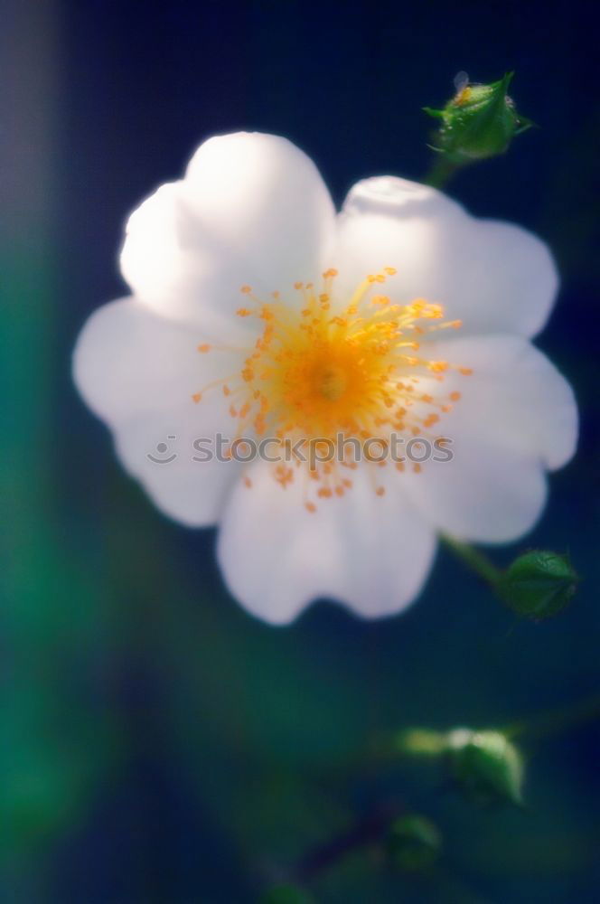 Similar – Image, Stock Photo anew Plant Spring Bushes