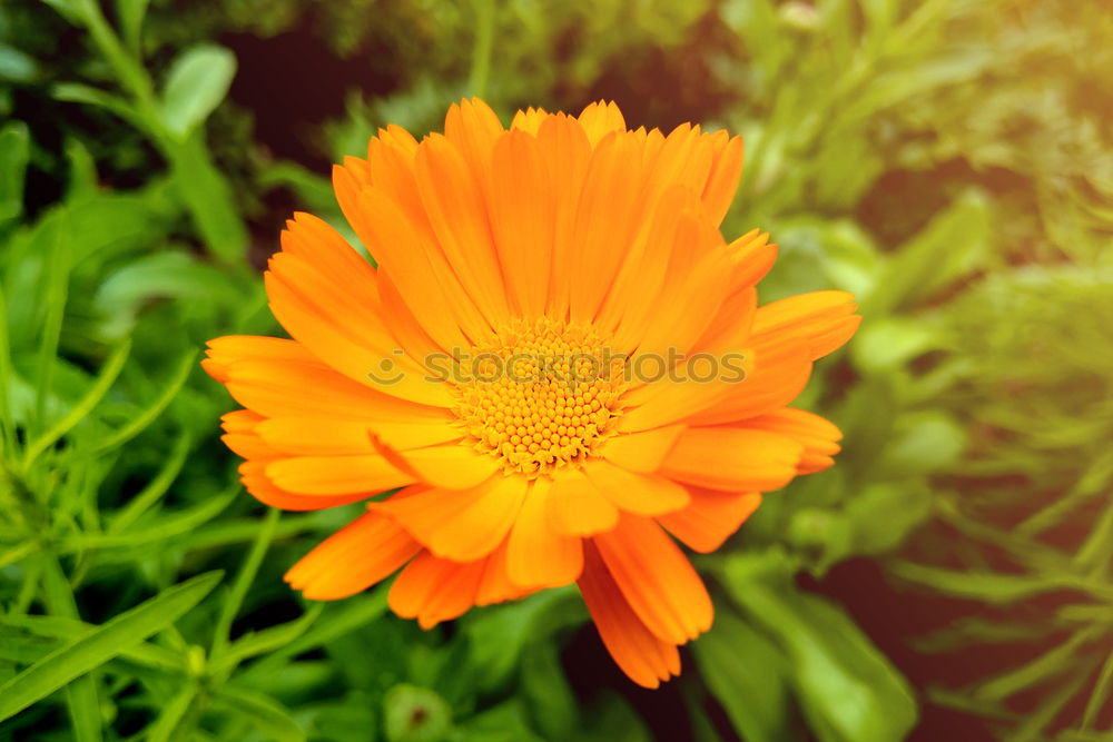 Similar – Foto Bild Orange Kraft Blume Sommer