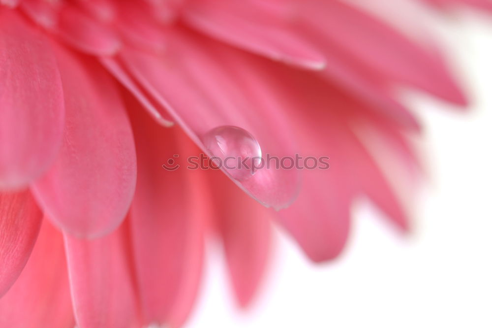 Similar – Pink Tentacle Plant Flower