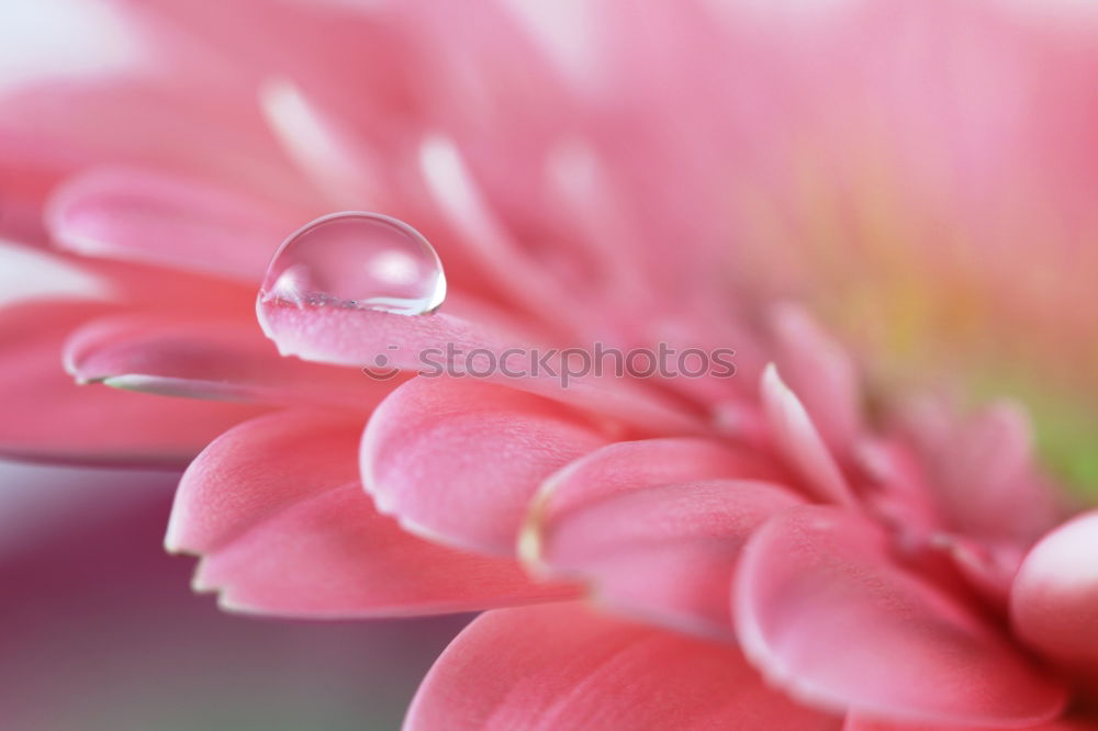 Similar – Pink Tentacle Plant Flower