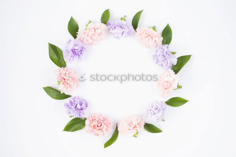 Similar – Flowers on a white background