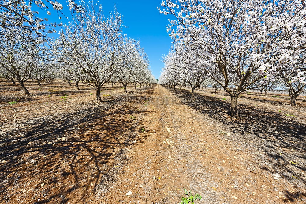 Similar – Image, Stock Photo apple Food Fruit Apple