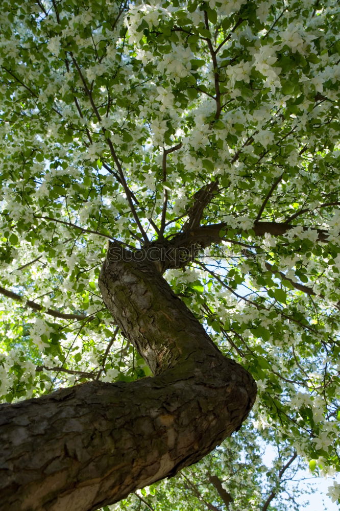 Similar – Image, Stock Photo Beech in May Nature Plant