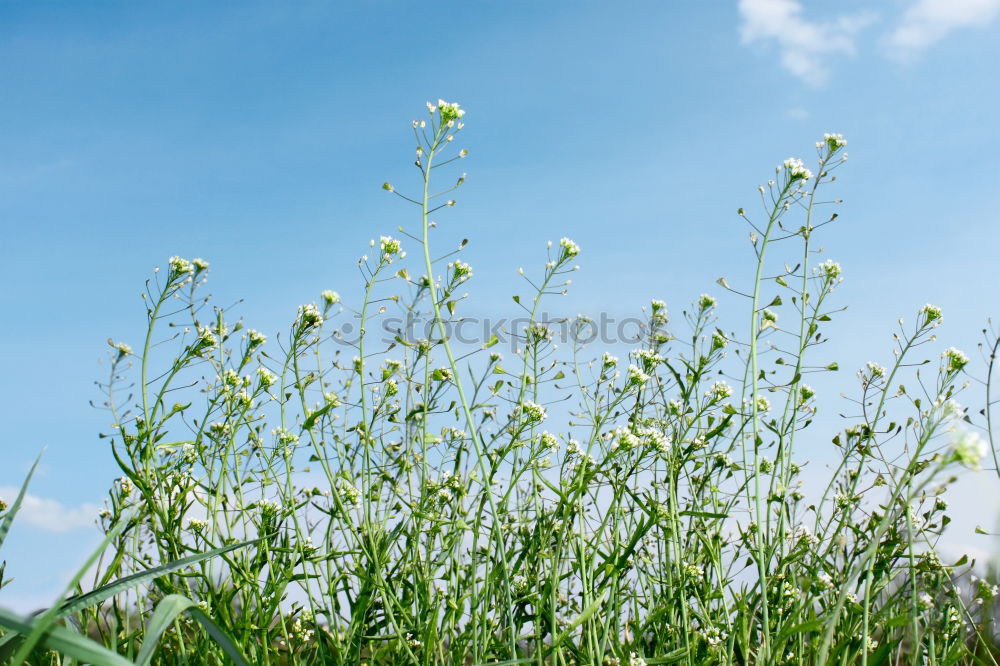 Similar – Image, Stock Photo -crawl-animal-view- Meadow