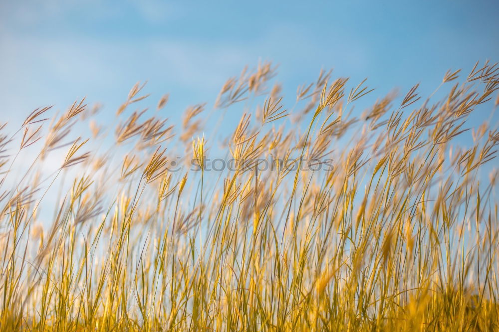 Similar – Image, Stock Photo Autumn Grain Elegant Style