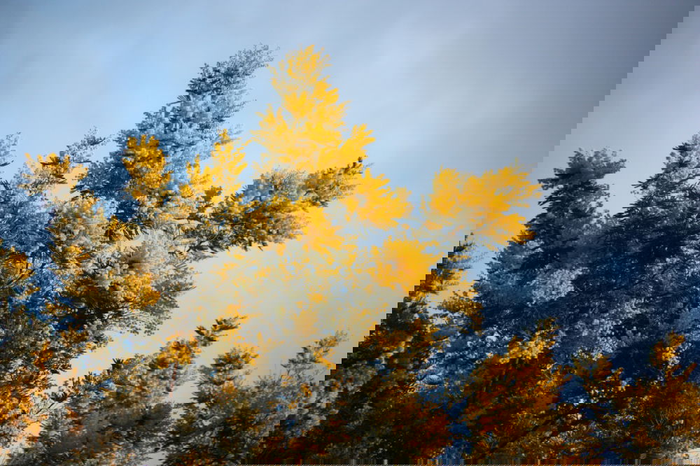Image, Stock Photo Autumn colours in the forest