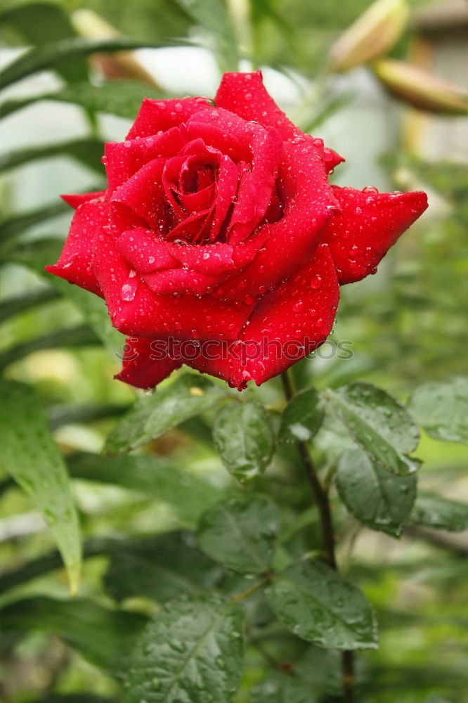 Similar – Image, Stock Photo A rose wants to bloom pink