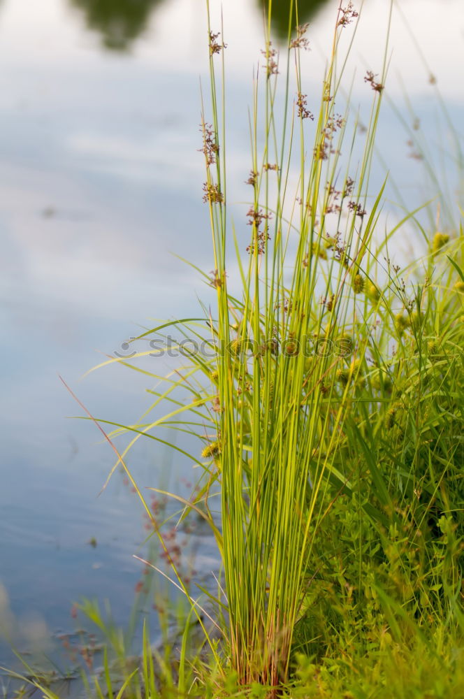 Similar – Gras grün Sommer frisch