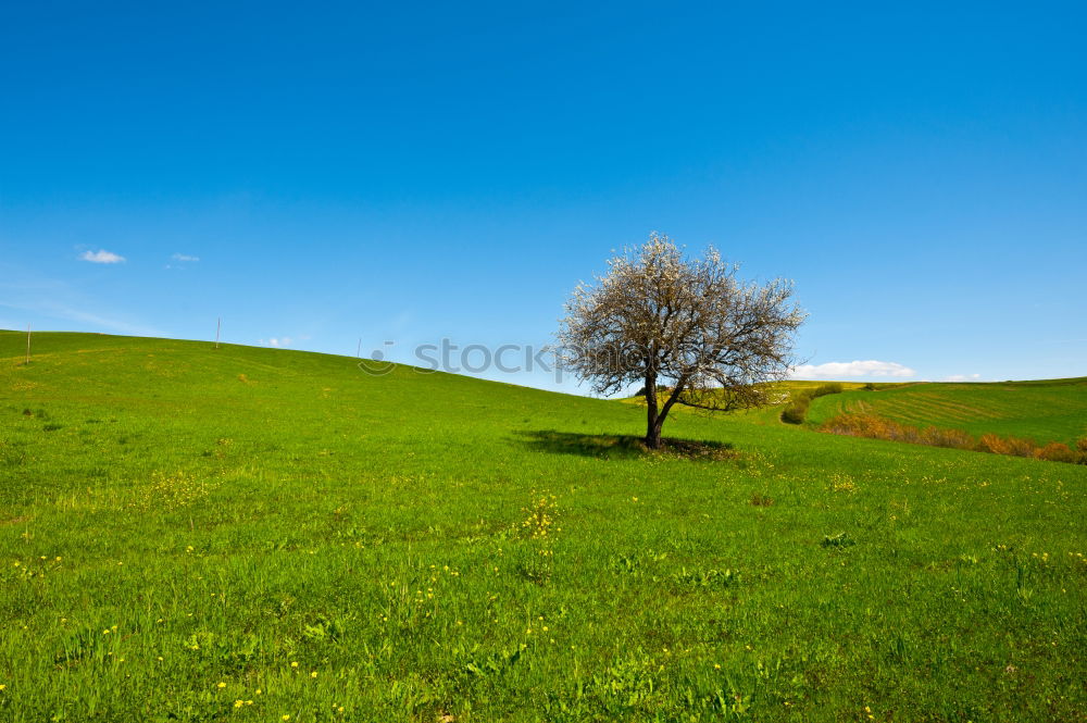 Similar – hill Tree Dark Hill Meadow