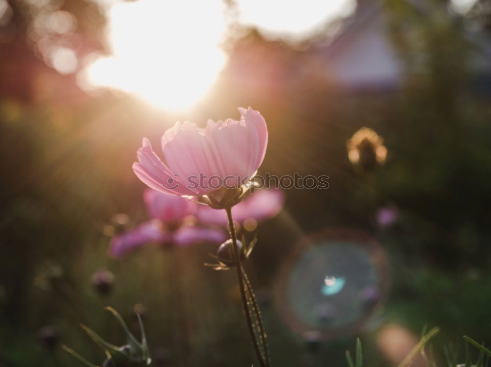 Similar – Spätsommer Blümchen Nature