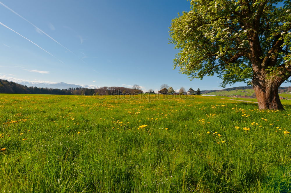 Similar – Image, Stock Photo meadow in allgau Style