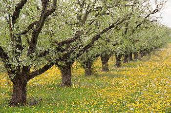 Similar – Foto Bild Granatapfelallee Pflanze