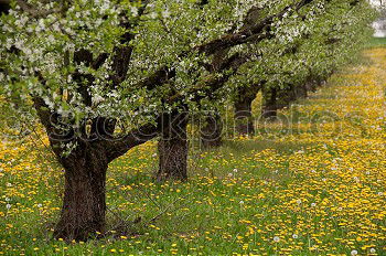 Similar – Foto Bild Granatapfelallee Pflanze