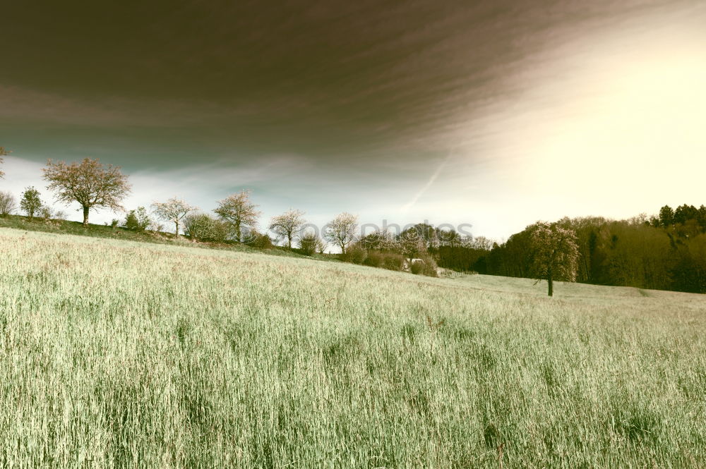 Similar – Image, Stock Photo It’s so green… Amrum