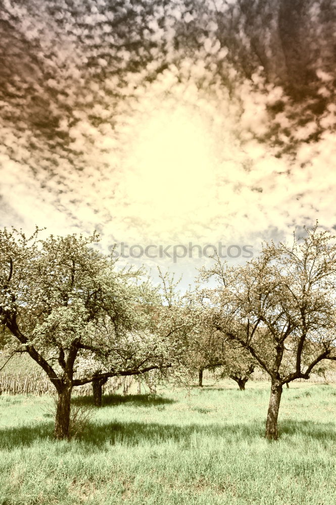 Similar – Foto Bild Einzelstück Sommer Umwelt