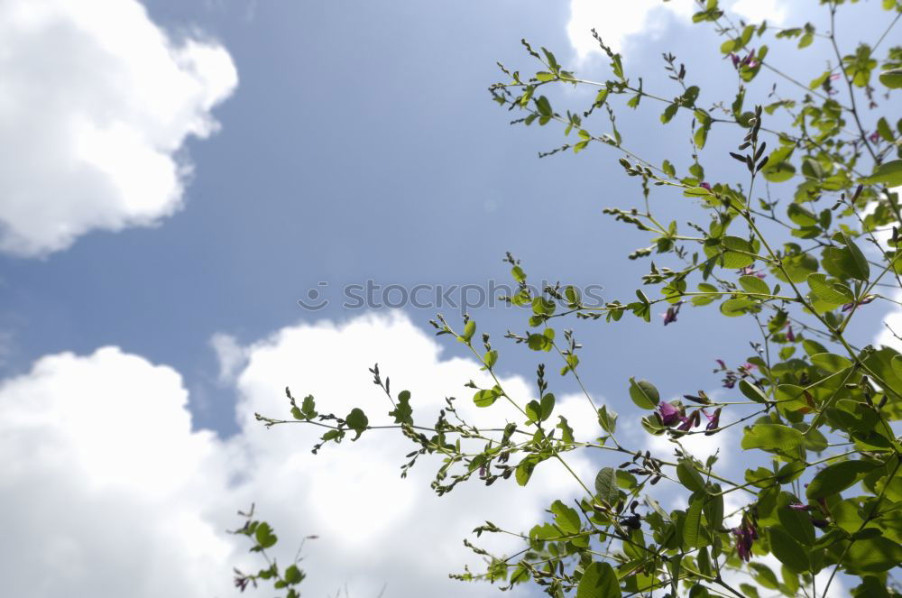 Similar – Image, Stock Photo magnoilae Environment