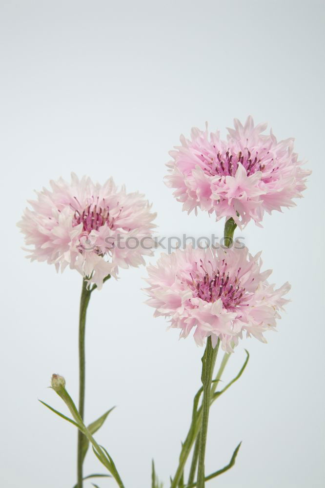 Similar – Image, Stock Photo Cornflower; centaurea; cyanus; field plants;