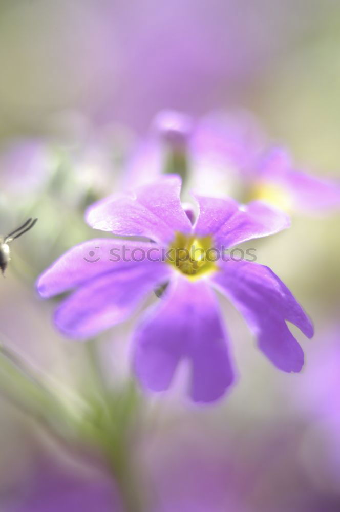 Similar – wild flowers Flower Pink