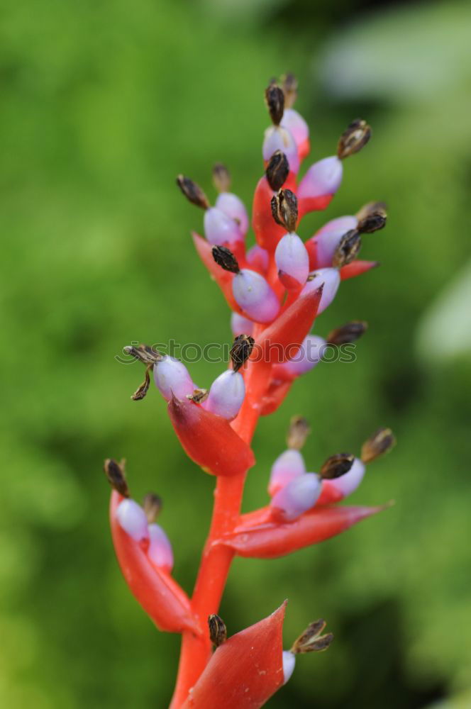 Similar – Image, Stock Photo red dragon Plant