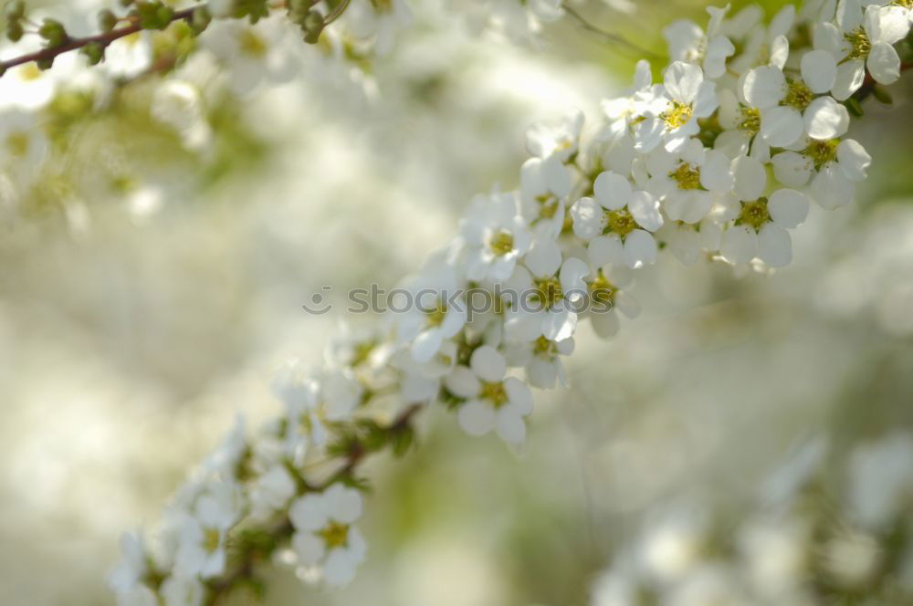 Similar – Image, Stock Photo Spring Awakening IV Maple Branch