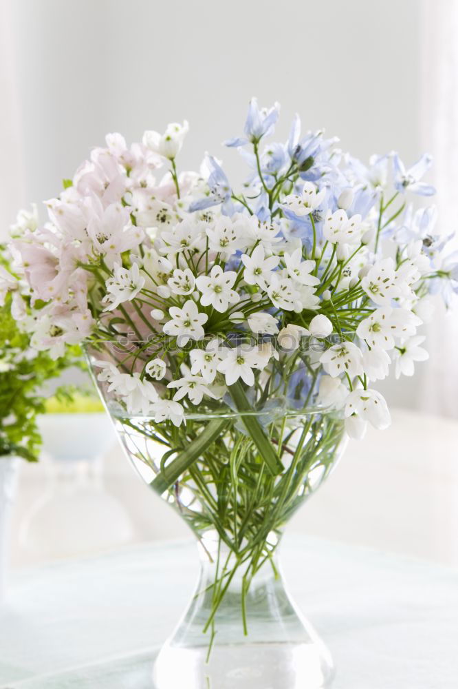 Similar – Image, Stock Photo Yarrow; Achillea; millefolium;