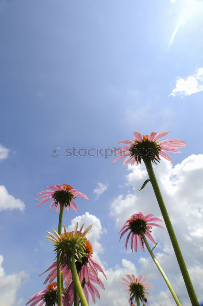 Similar – Image, Stock Photo Under the flowers l Flower