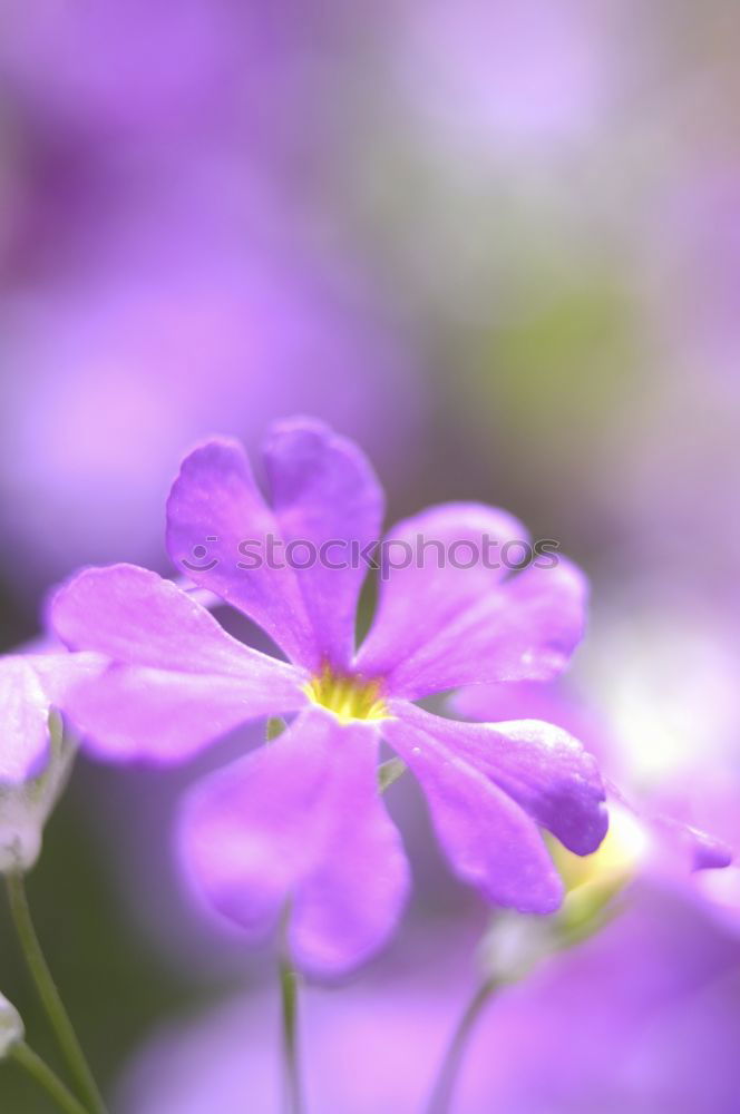 Similar – Purple Flower flowers