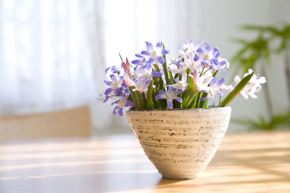 Similar – Small bouquet Decoration