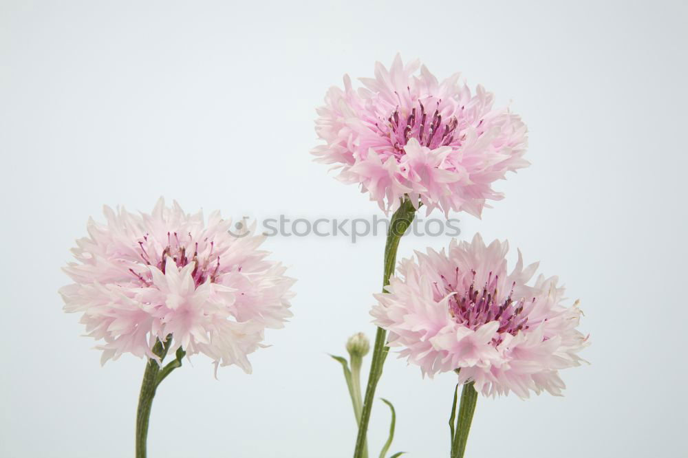 Similar – Cornflower; centaurea; cyanus; field plants;