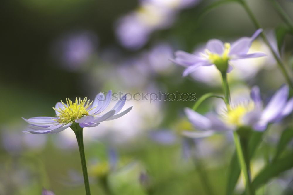 Similar – Image, Stock Photo for all girls Garden