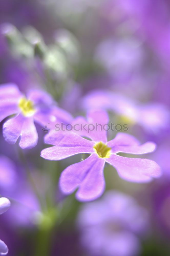 Similar – Image, Stock Photo lilac Lilac Violet