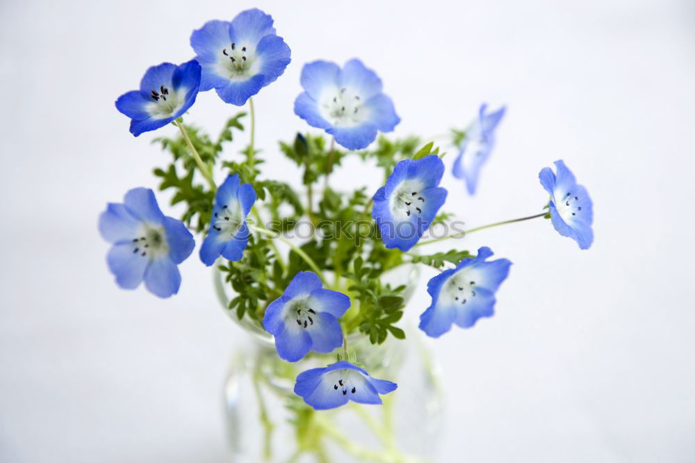 Similar – Blue crown anemone (Anemone coronaria)