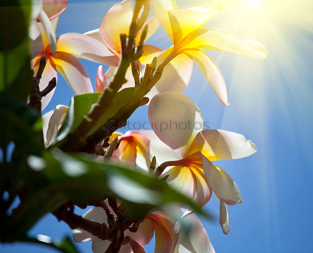 Foto Bild Lilium Lilien Pflanze