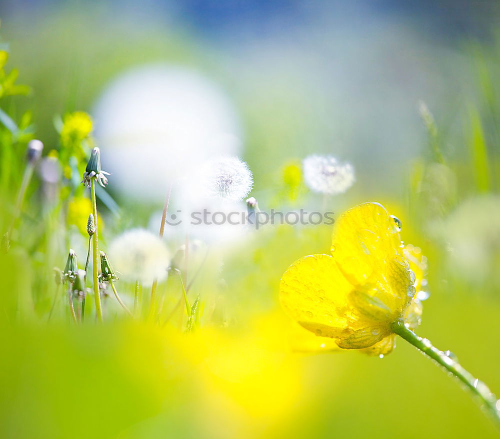 Similar – flower meadow