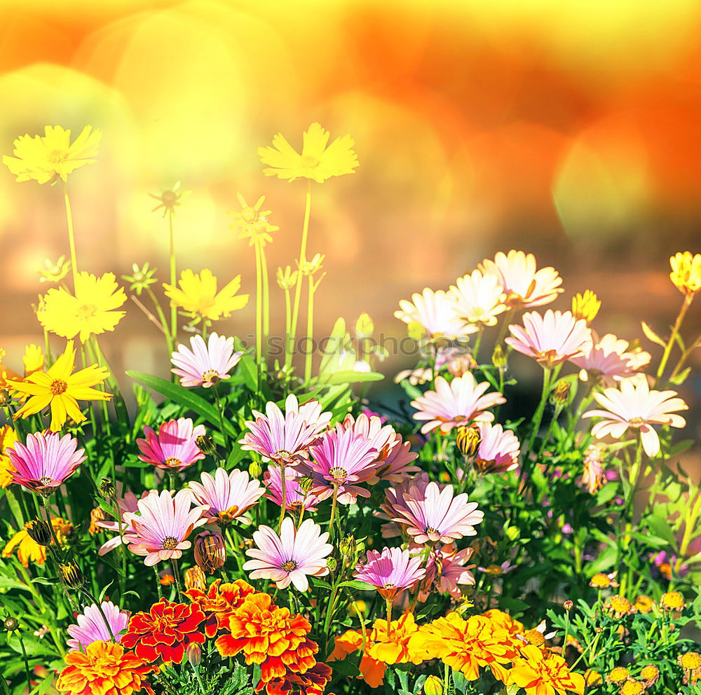 Similar – Foto Bild Garden Blumen mit Blättern auf Schiefer